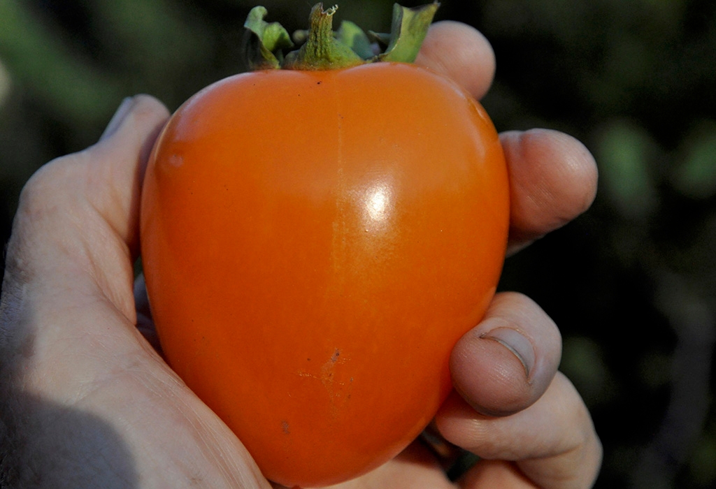Close-up of a hand holding a bright orange, acorn-shaped persimmon fruit about the size of a tomato.