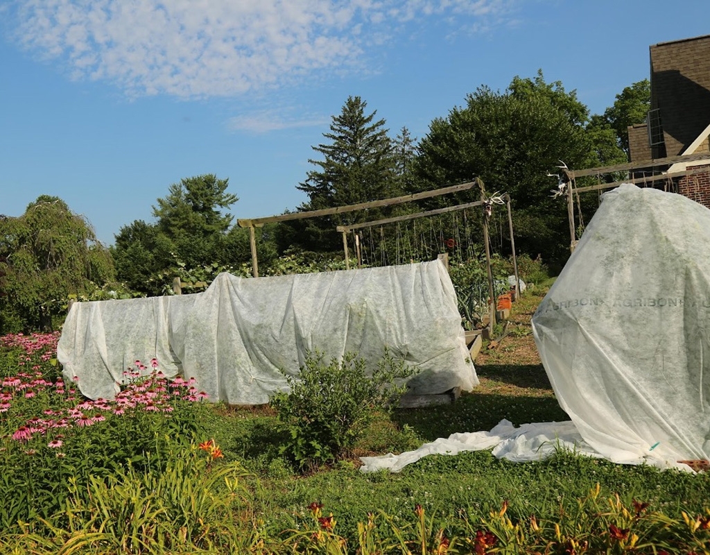 Large white sheets of mesh coverings hide dwarf trees in a large garden setting, with pink coneflowers in the foreground and other plants growing under a crude trellis system in the background. 