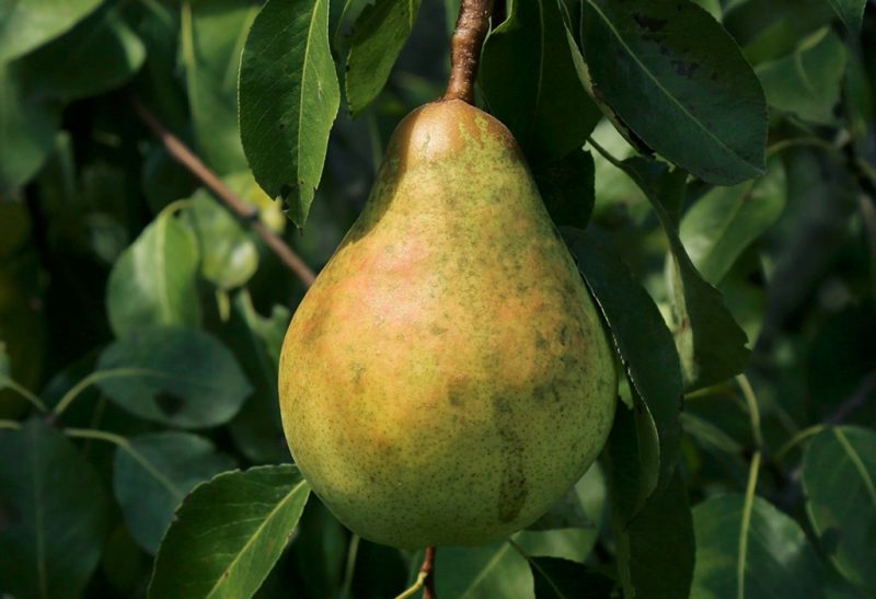 Close-up of a single yellow-green pear hanging among the spear-shaped leaves of the tree.