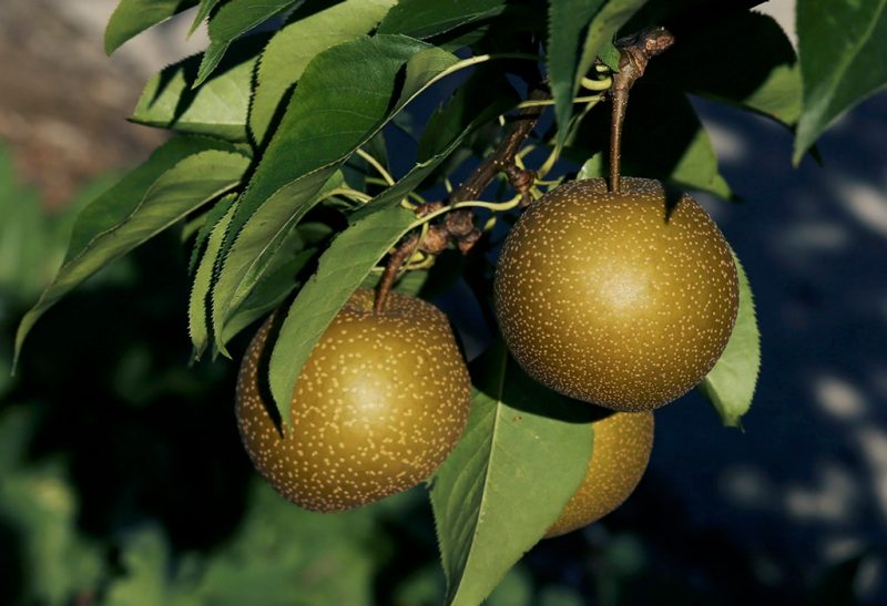 Close-up of a three round greenish-bronze pears hanging among the spear-shaped leaves of the tree. 