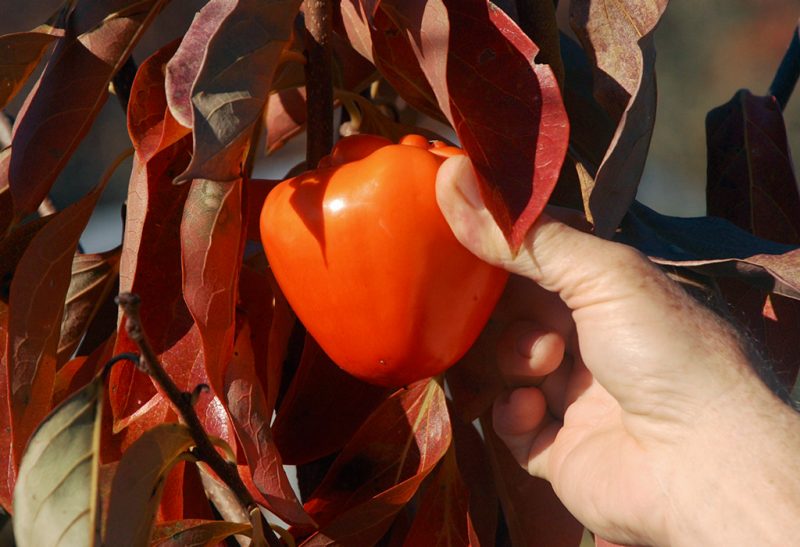 Close-up of a hand picking a ripe, bright orange persimmon fruit from a branch with brilliant red leaves.