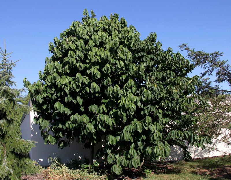 Small tree, about twice as high as the white wall behind it, with very large oval leaves with a tapering point. Leaves on the low branches almost touch the ground.