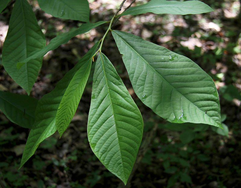Five large oval leaves that taper to a point clustered at the end of a tree branch.