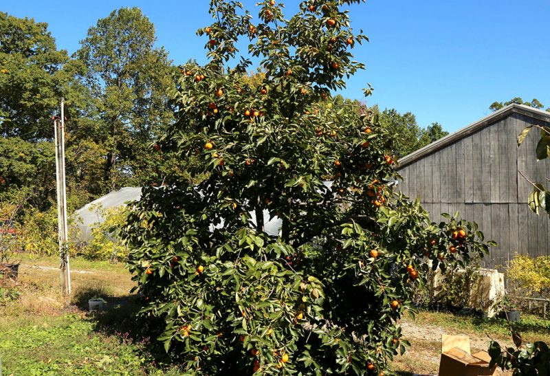 Tall tree lush with foliage and orange persimmons with branches all along the trunk, nearly reaching the ground. A rustic barn with graying wood is at the back right.