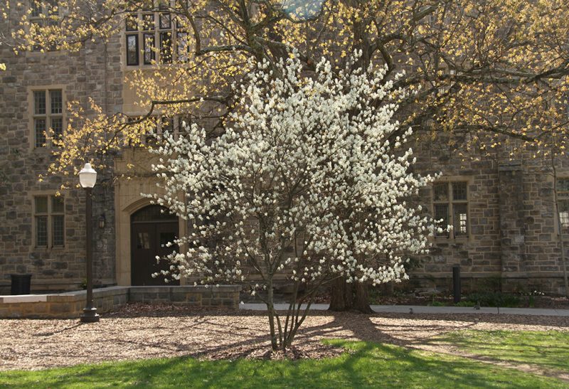 A small multi-stemmed tree with brilliant, lush white blooms in front of another, much larger tree and a multi-story building with a stone façade.