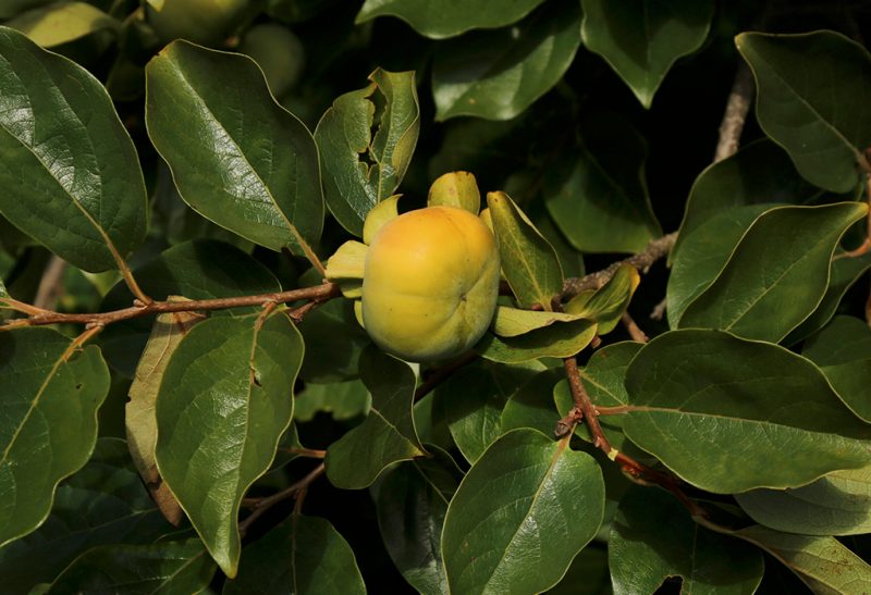 Close-up of a branch with a lone, green persimmon fruit nestled among lush green, spear-shaped leaves.