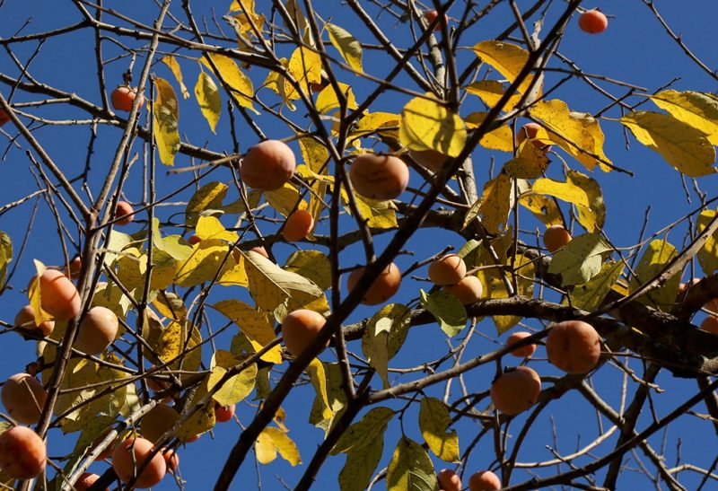 Close-up of several branches of a persimmon tree with orange fruits and yellowing leaves, about half of which have already fallen.