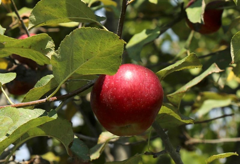 Close-up of a single red apple in a tree.