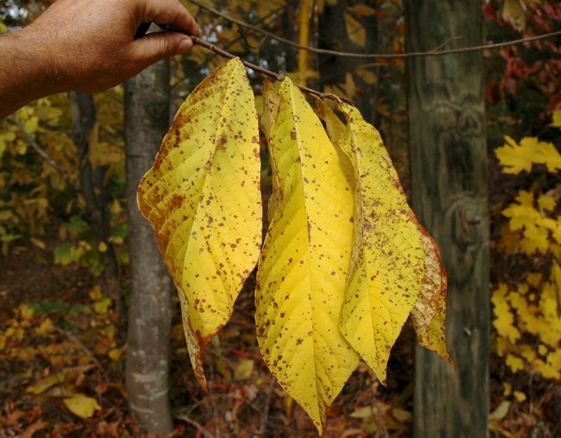 Close-up of a hand holding a cluster of large yellow leaves with rust-colored spots.