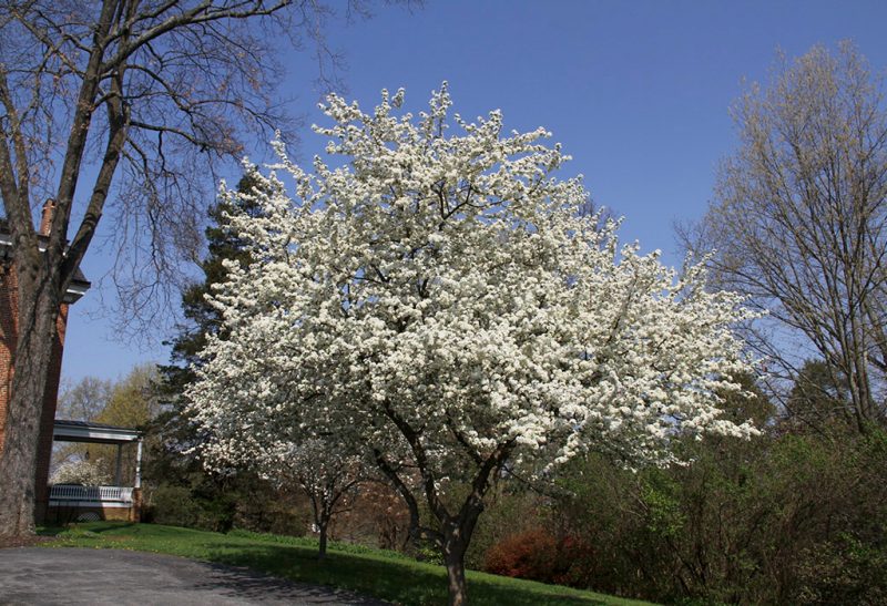 Apple tree crowded with bright white blooms with other trees and a portion of a brick home in the background.