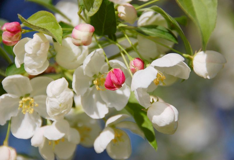 A cluster of white five-petaled apple blossoms with yellow stamens along with a few bright pink unopened buds at the end of a branch.