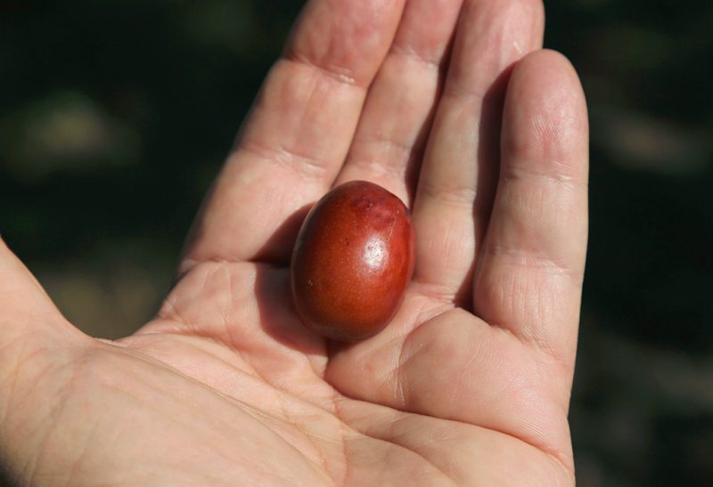 A hand holding a single ripened jujuba fruit.