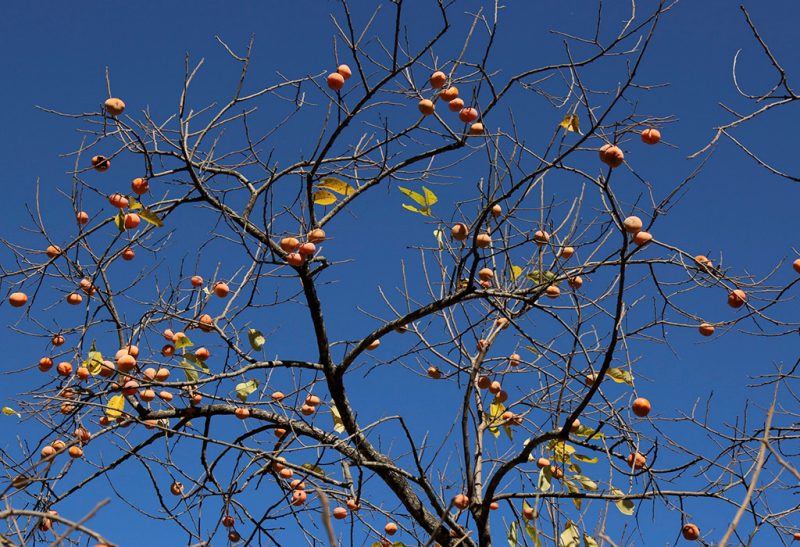 Top half of persimmon tree after most of the leaves have fallen and dozens of orange persimmons clinging to the branches against a deep blue sky.