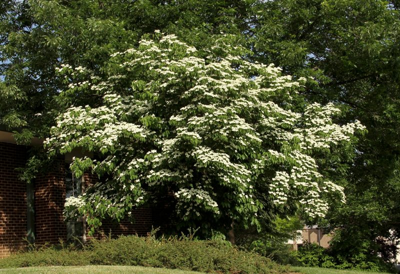 Lush dogwood tree with white blossoms amid lush green leaves, with other trees and a building with a red brick façade in the background.