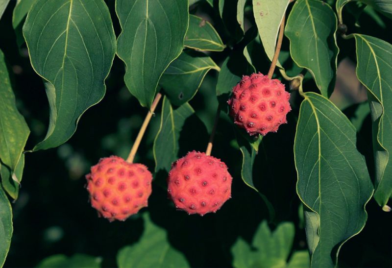 Three bright red, spiky round fruits hanging from a tree branch amid green spear-shaped leaves.
