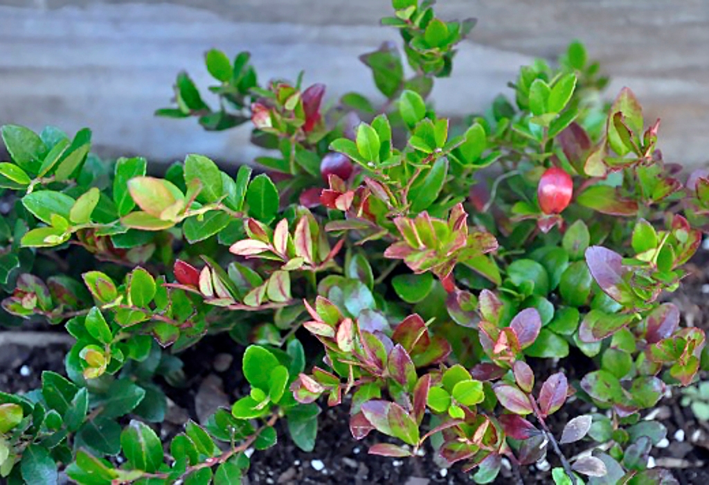 A close-up of Box Huckleberry shrub’s small leaves, primarily green but with a few red and purple leaves.