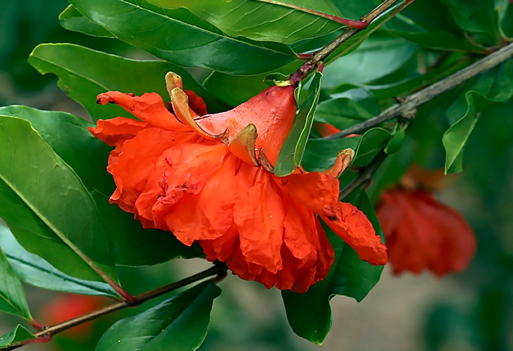 Close-up of bright red bell-shaped flower on pomegranate shrub. 