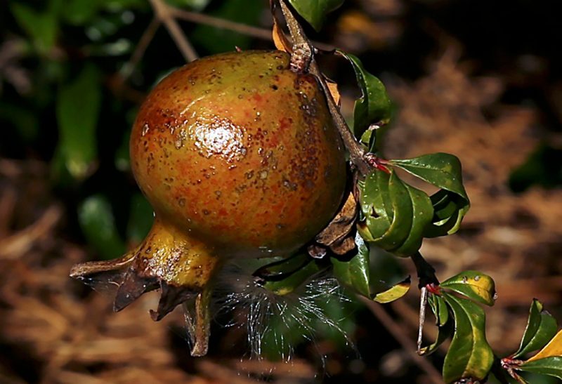 Close-up of a golden-brown pomegranate fruit still attached to a branch. 