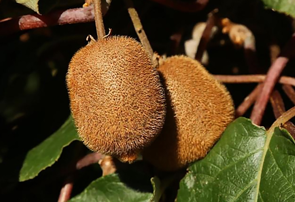 wo kiwi attached to a vine.
