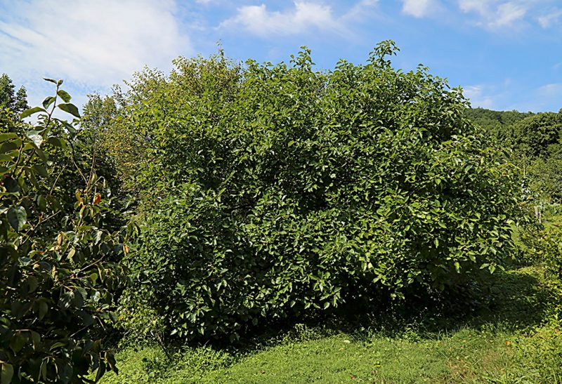 A large, broad shrub in full greenery.