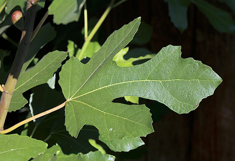 Close-up of a deeply lobed leaf on a branch of a fig shrub.