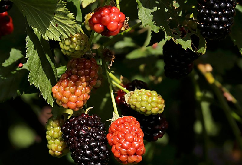 Close-up of a cluster of blackberries, two of which are fully ripened to a deep glossy black, while others are green or various hues of red.