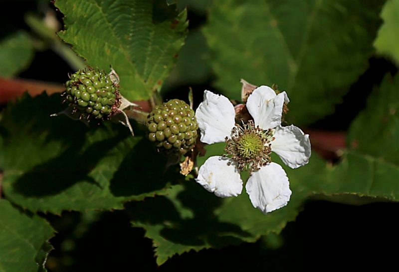 Close-up of a five-petaled white blossom with a green pistil on a blackberry branch, with two unripened green blackberries to the left of it.