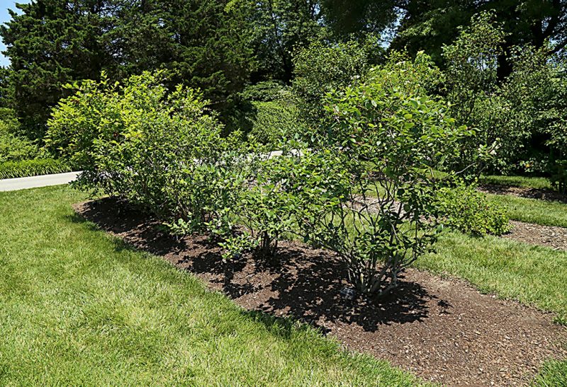 Mature blueberry shrubs planted in a rectangular mulched area surrounded by grass. 