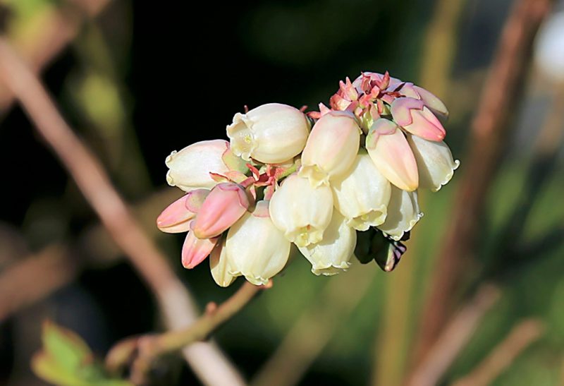 Close-up of white and pink urn-shaped blueberry blossoms.