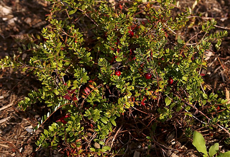 A low-growing shrub crowded with small green leaves, with a few bright red cranberries peeking through the foliage.