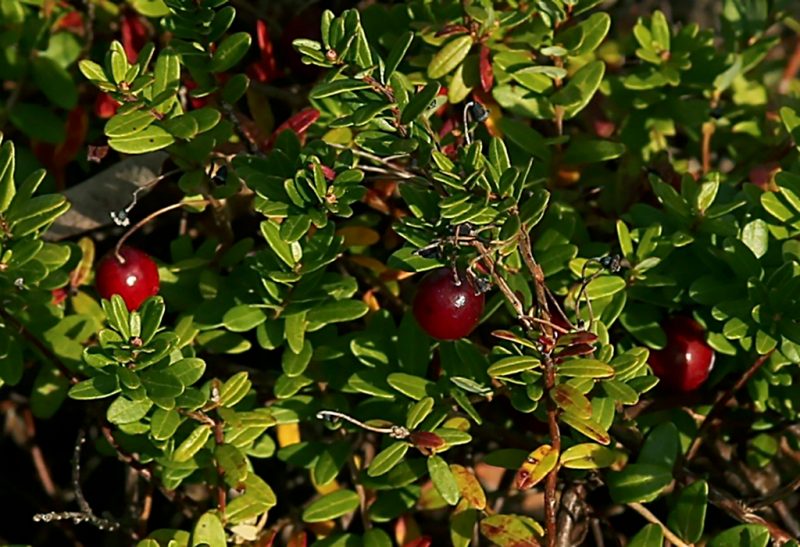 Close-up of the small green leaves and a few cranberry fruits.