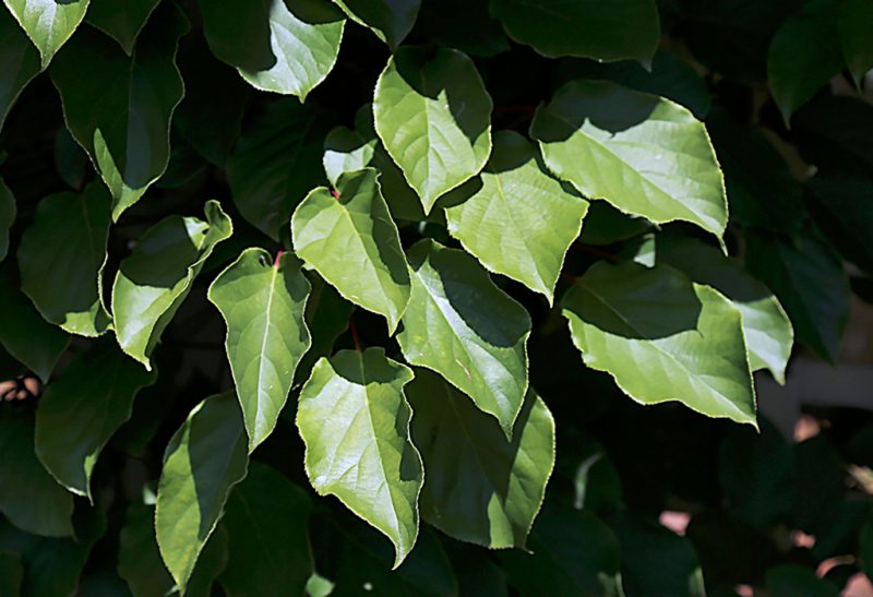 Close-up of a cluster of pointy green leaves.