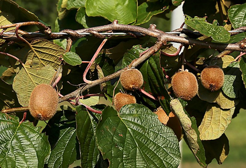 Close-up of six fuzzy brown kiwi fruit hanging from a leafy vine.