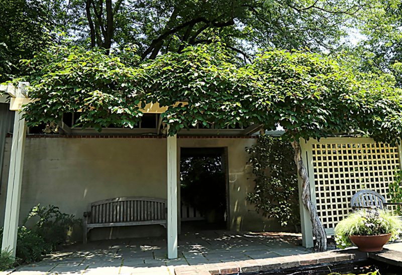 Patio of a building with an overhead trellis completely covered with mounds of green foliage.