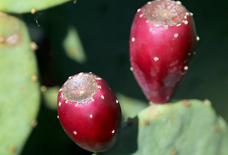 Close-up of a red fruits growing at the edge of a prickly pear’s pads.