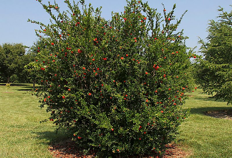 Tall and wide shrub with hundreds of red pomegranate fruits dispersed throughout.