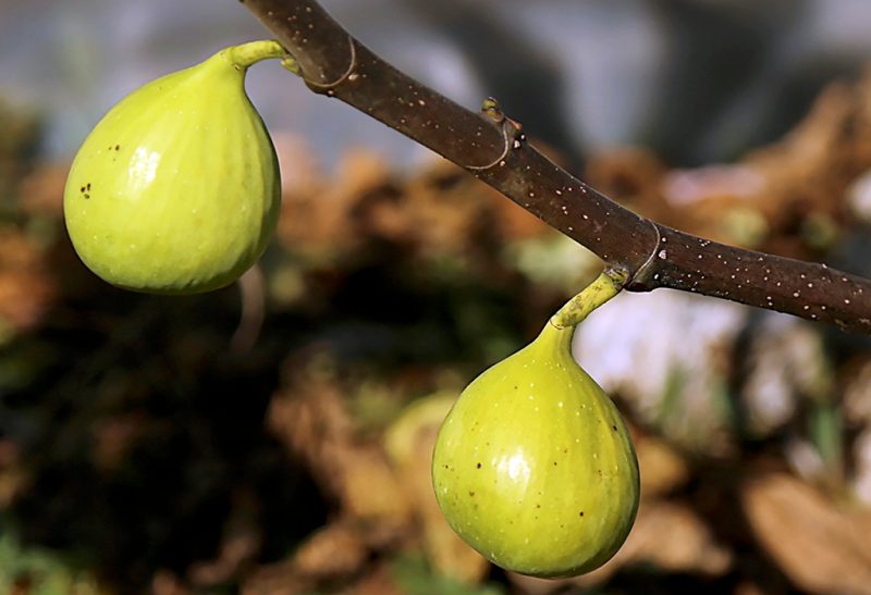 Close-up of two light green figs hanging from a branch. 