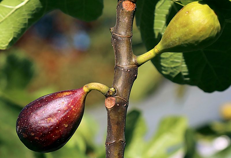 Close-up of two figs on a branch. The one on the upper right is green with brown tinges; the one on the lower left is purple.