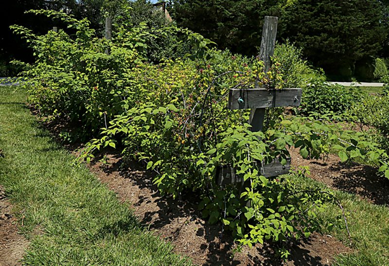 A mature raspberry shrub with several branches extending out from the rest, planted in a rectangular mulched area surrounded by grass.