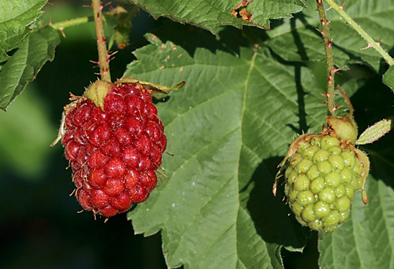 Close-up of four raspberries hanging from a branch, the largest ripened to a bright deep red and the others smaller and still light green.