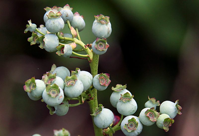 Close-up of a large cluster of light blue immature blueberries at the end of a branch.