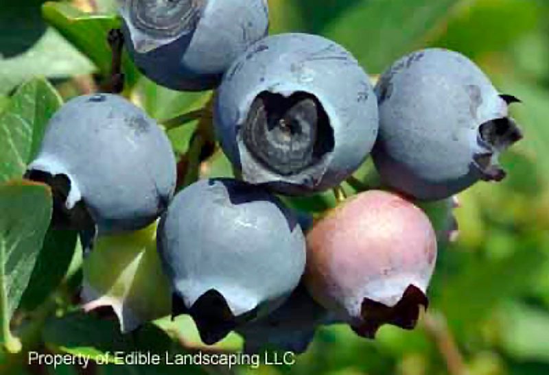 Close-up of a cluster of six blueberries, five ripened and deep blue and one not fully ripened, lighter in color with a pink tinge.