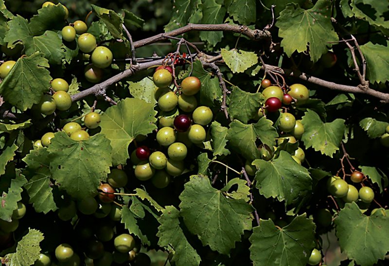 Close-up of several bunches of grapes on the vine, primarily still green but a few ripened to a deep purple. 
