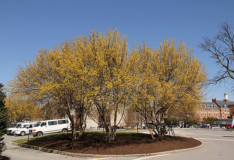 Three trees in a parking lot greenspace with golden yellow foliage. 