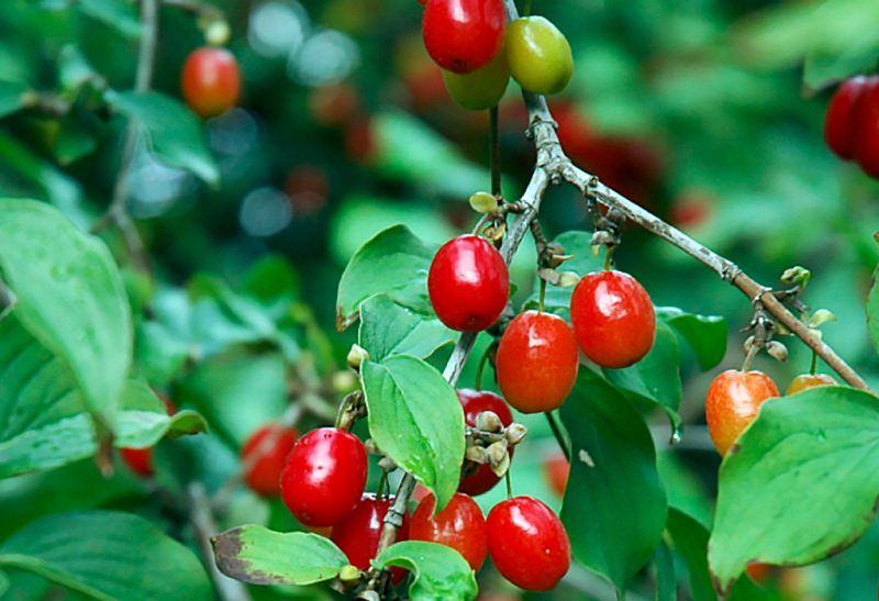 Close-up of small oval-shaped red fruits on branch with green foliage.