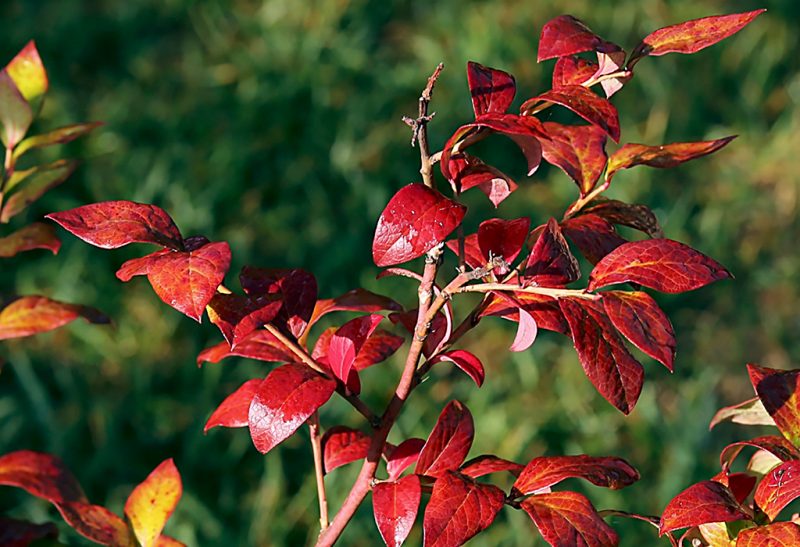 Close-up of a blueberry shrub branch with bright red glossy leaves.