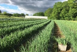 A field of onions and leafy greens surrounded by trees and open pasture.