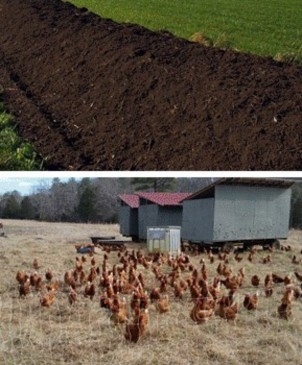 The top image shows a long, rich, brown compost windrow that is actively decomposing. The bottom image shows a flock of chickens in a movable fence enclosure with three laying houses and a water source directly behind them.
