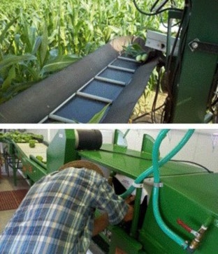 The top image shows a mechanical conveyor that is used for moving hand-jerked sweet corn into large cardboard boxes. The bottom image shows a grower collecting water inside the packing line's metal casing where the nozzles spray peppers moving on the conveyor.