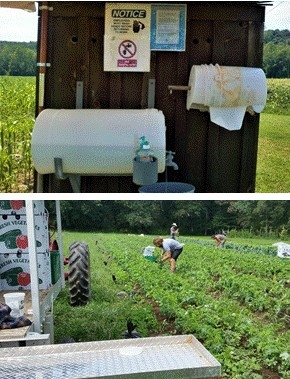 The top photo shows a simple set up for an outdoor restroom and handwash station with a plastic reservoir of water, soap dispenser, paper towel holder, catch bucket, and signage. The bottom photo shows workers harvesting greens in the field, and demonstrates the importance of training workers to reduce risks.